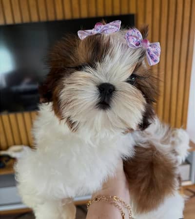Shitzu Puppy | Shitzu Poodle Puppy | Shitzu Puppy For Sale
