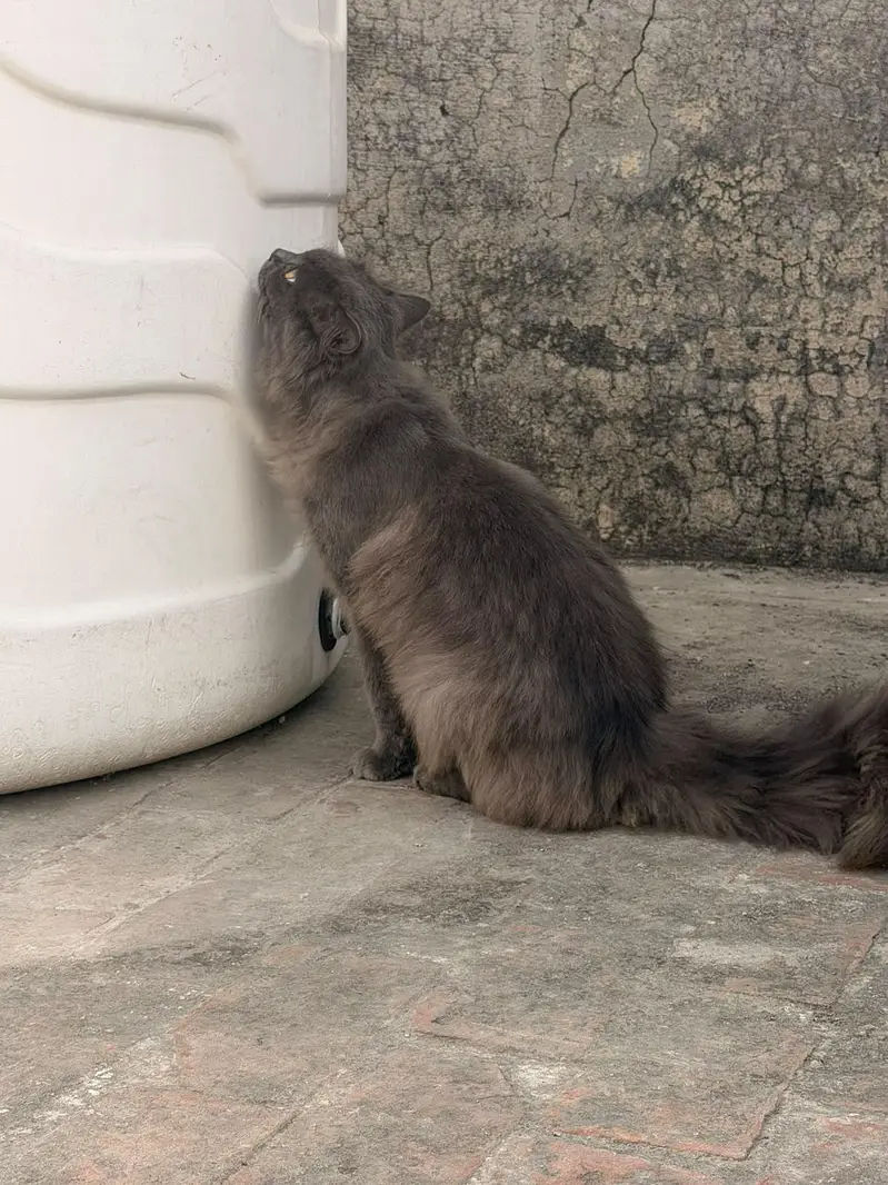 male persian cat for sale — photo 2
