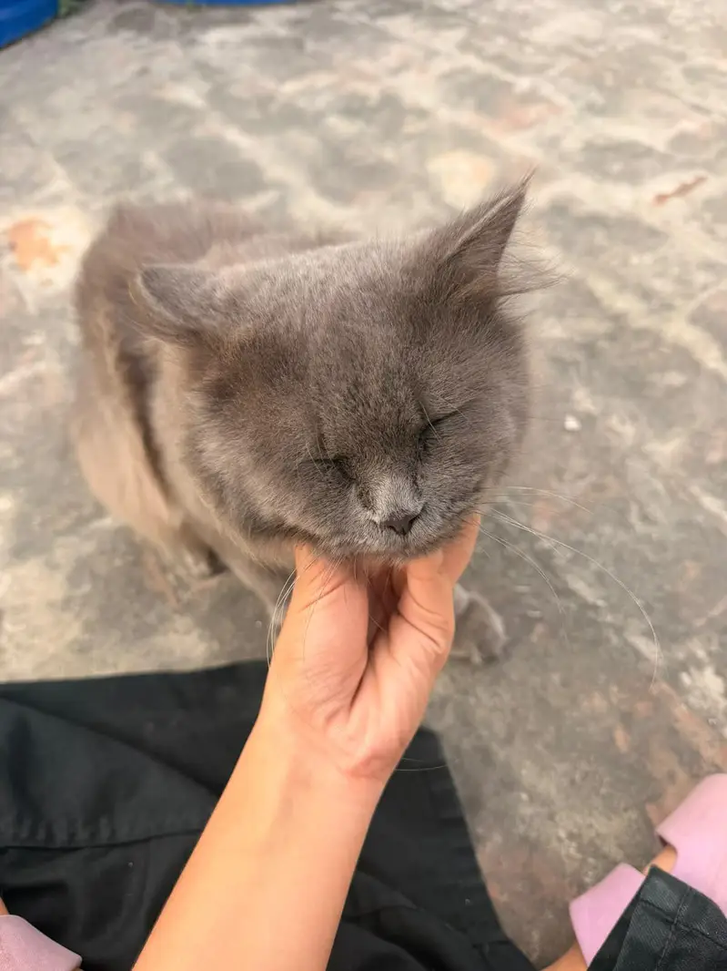 male persian cat for sale — photo 3