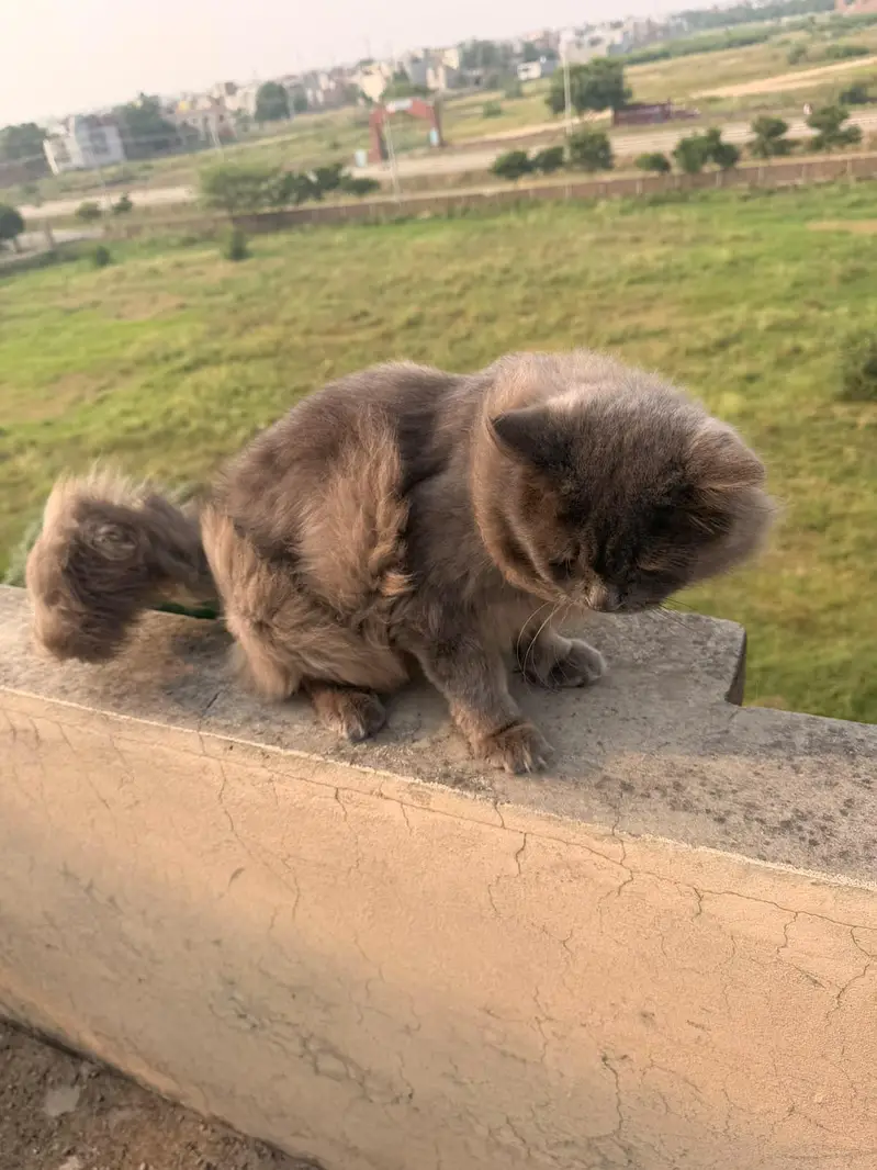 male persian cat for sale — photo 4