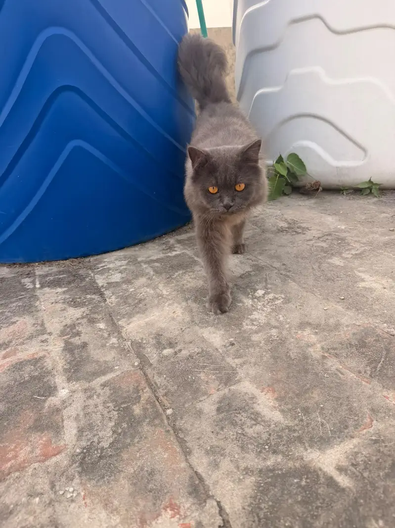 male persian cat for sale — photo 5