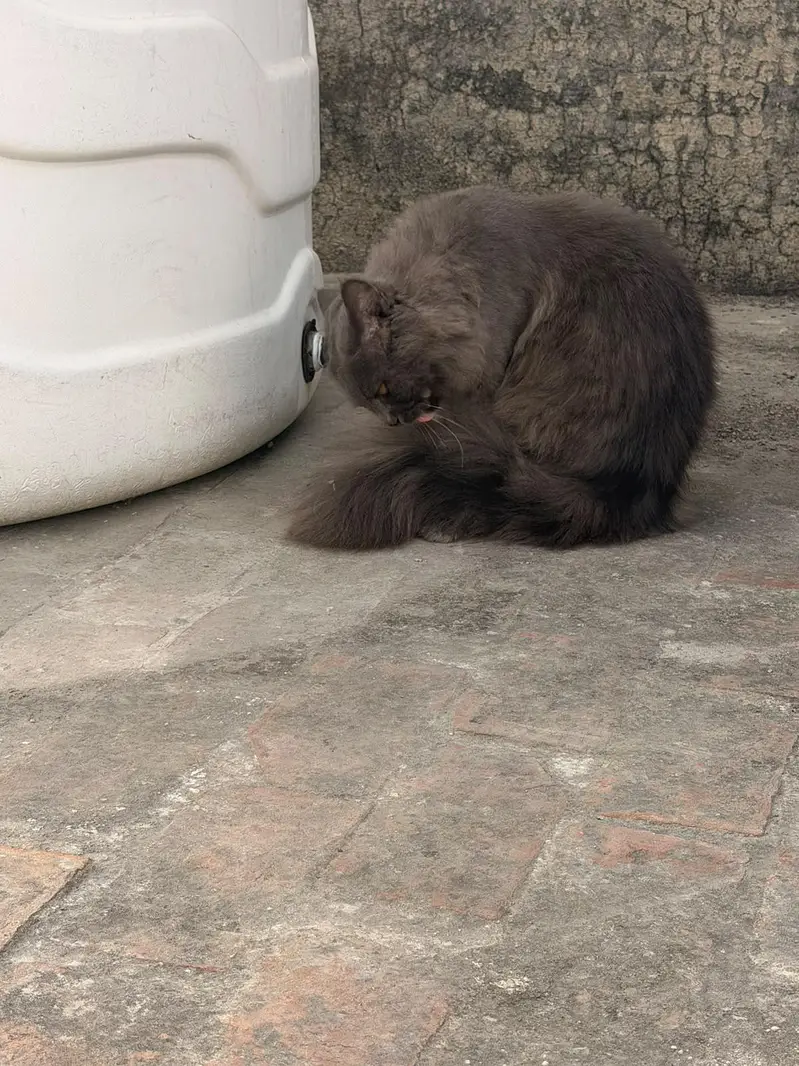 male persian cat for sale — photo 6