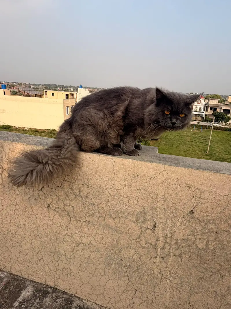 male persian cat for sale — photo 7