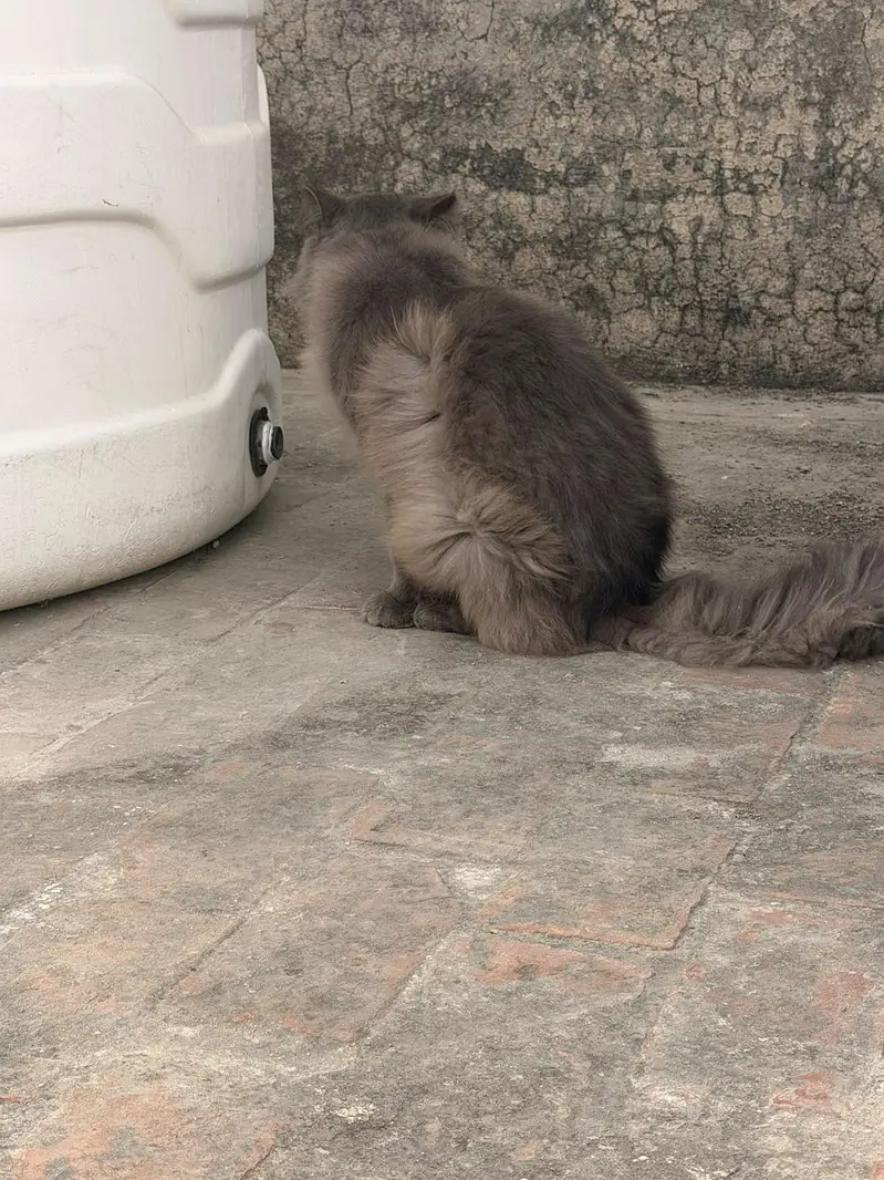 male persian cat for sale — photo 8