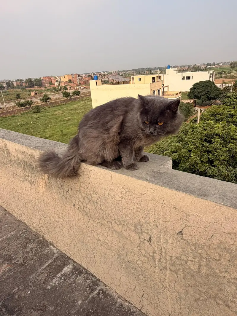 male persian cat for sale — photo 9
