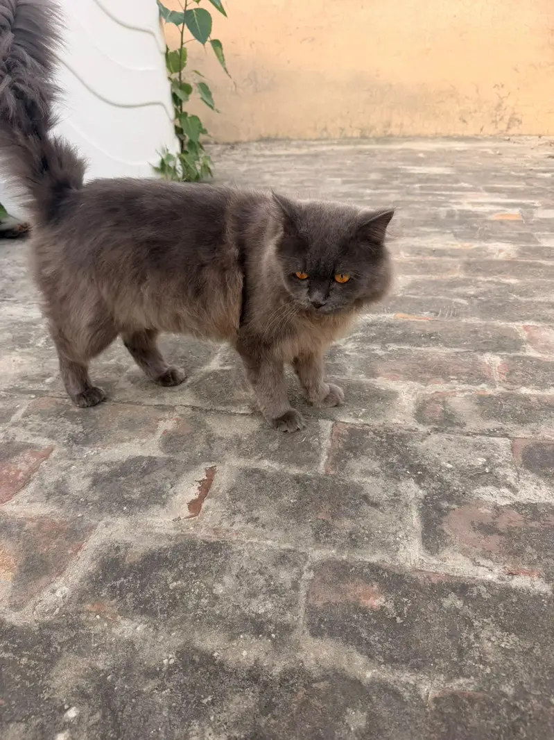 male persian cat for sale — photo 10