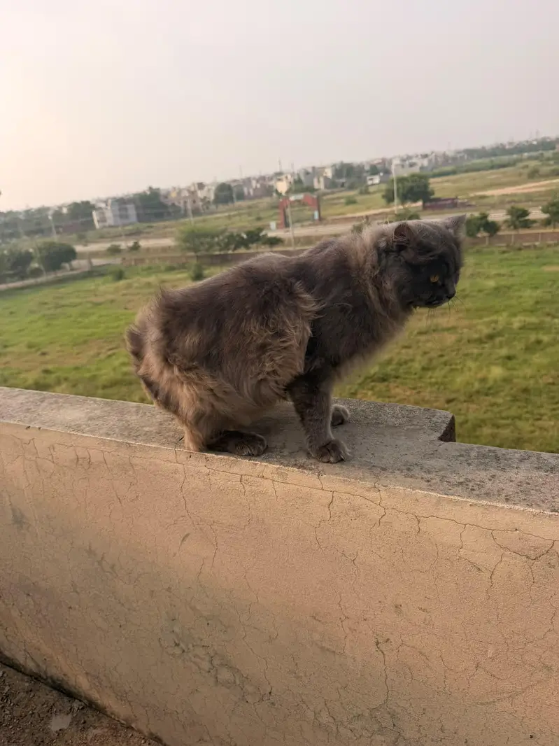 male persian cat for sale — photo 11