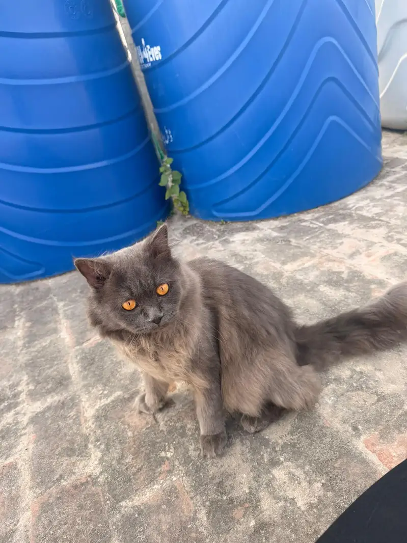 male persian cat for sale — photo 12