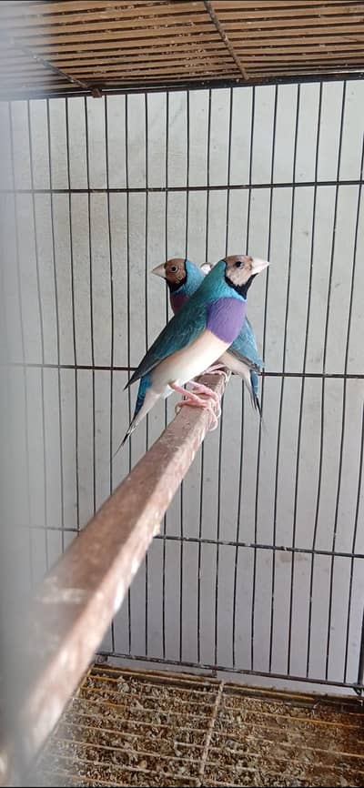 blue and red eyes gouldian