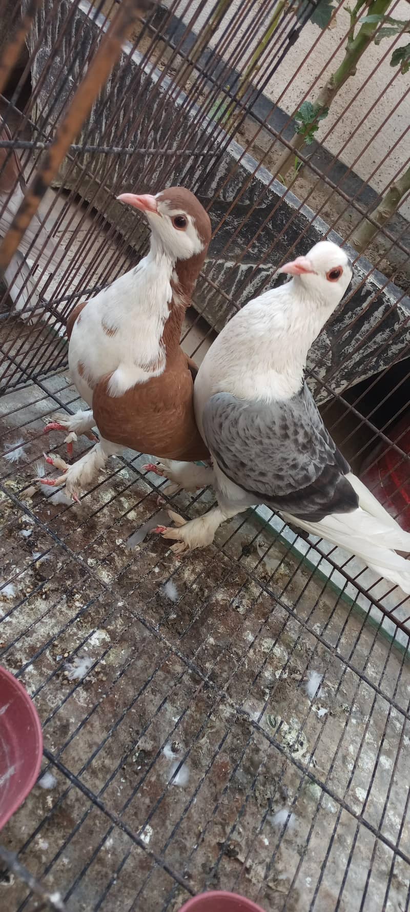 pigeon 0