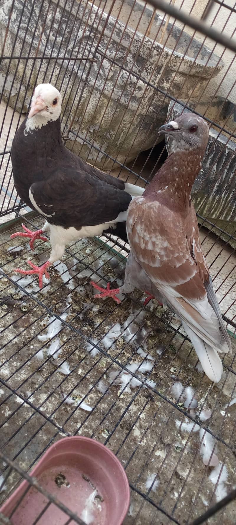 pigeon 1