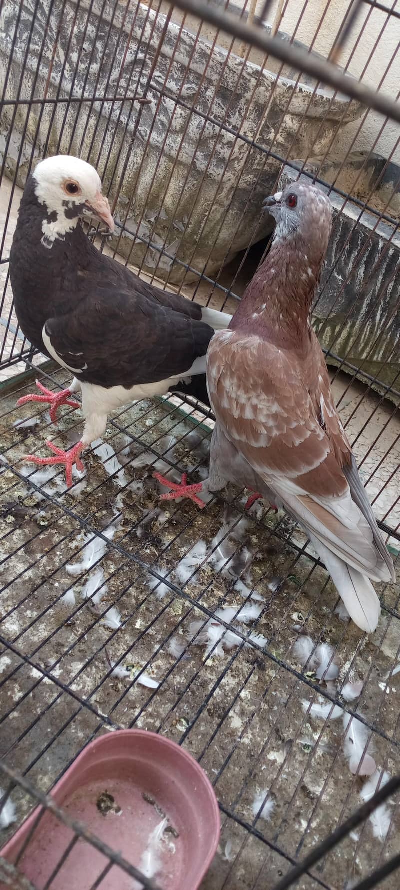 pigeon 2