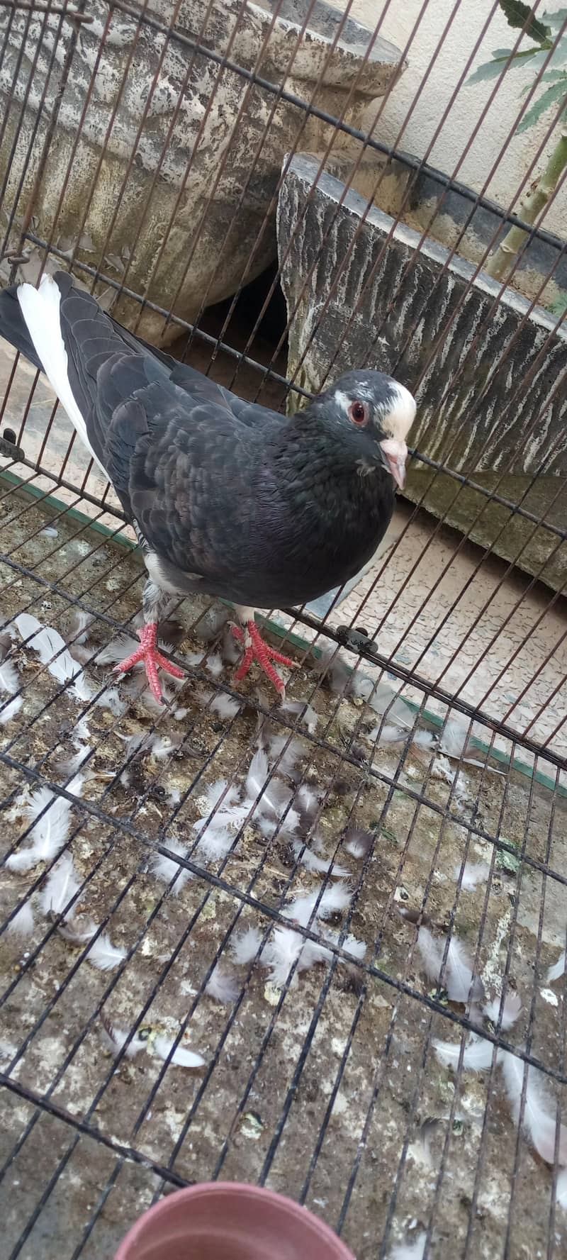 pigeon 3