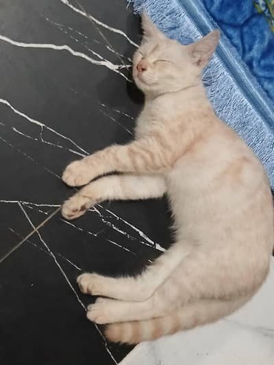 parshian kitten and female cat
