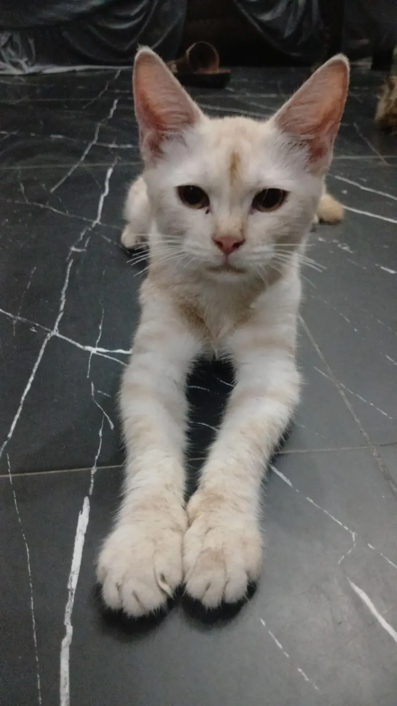parshian kitten and female cat — photo 2