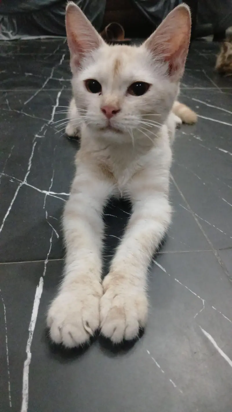 parshian kitten and female cat — photo 3