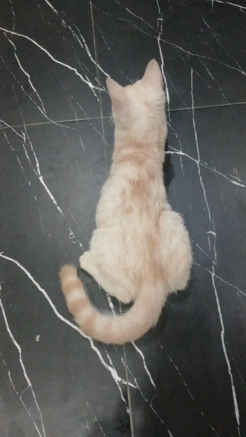 parshian kitten and female cat — photo 4
