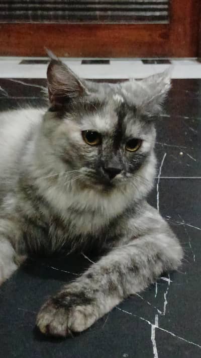 parshian kitten and female cat