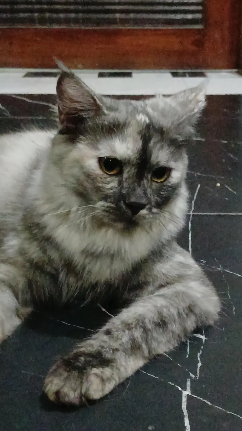 parshian kitten and female cat — photo 5