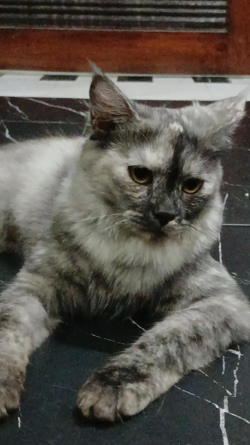 parshian kitten and female cat — photo 6