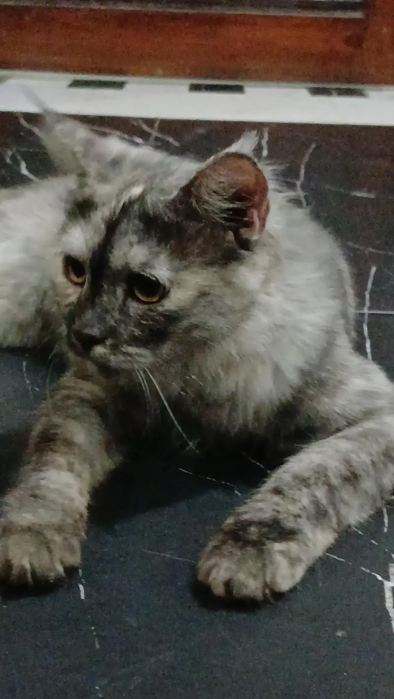 parshian kitten and female cat — photo 7