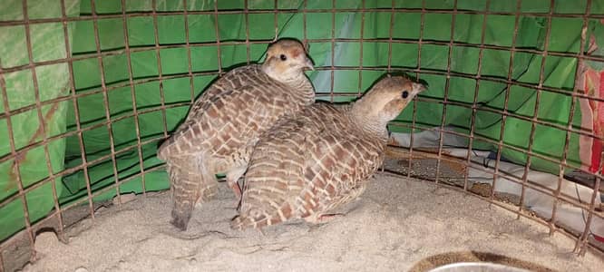 teetar pair
