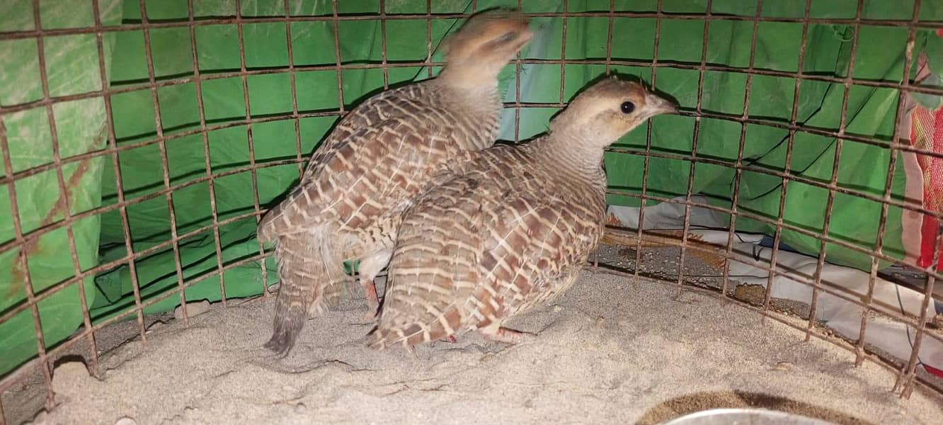 teetar pair 1