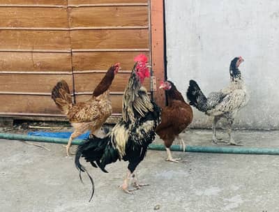 hens for sale