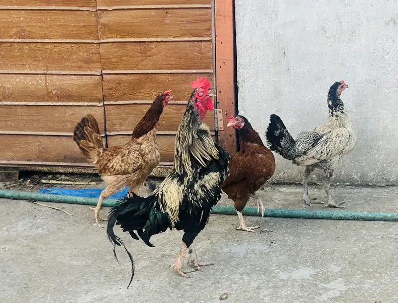 hens for sale — photo 2