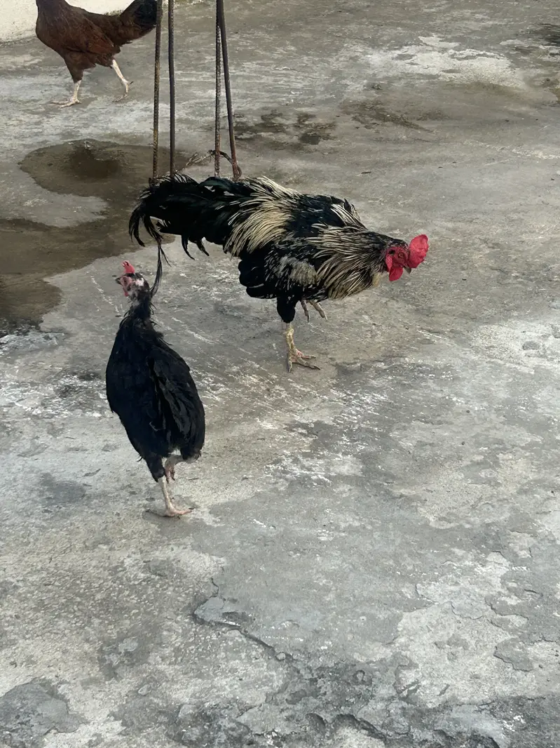 hens for sale — photo 3