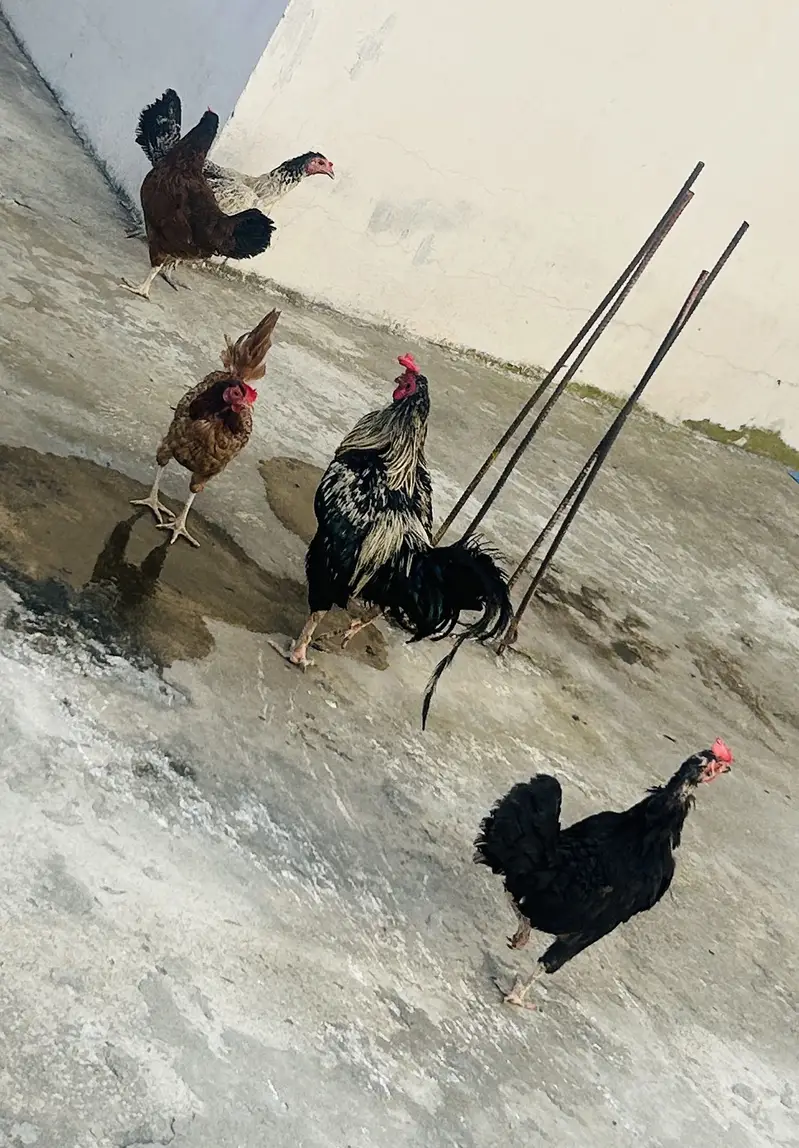 hens for sale — photo 4
