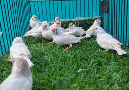 Finches For sale
