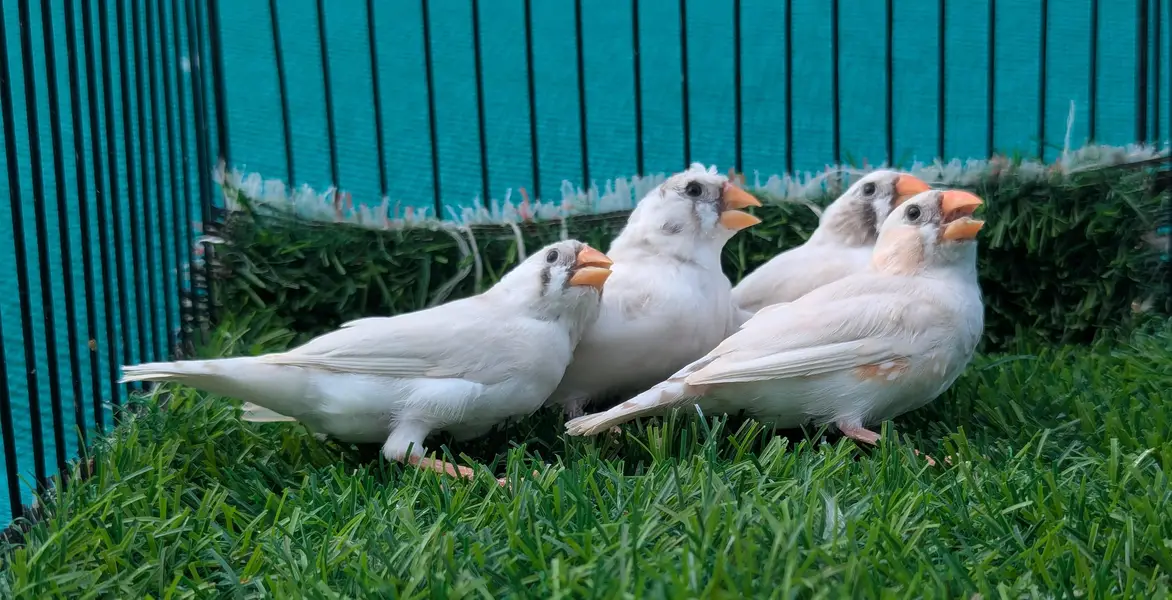 Finches For sale — photo 3