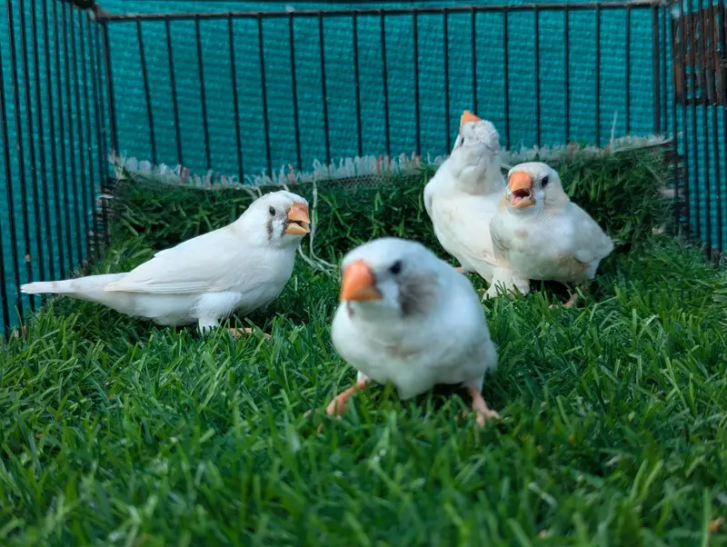 Finches For sale — photo 4