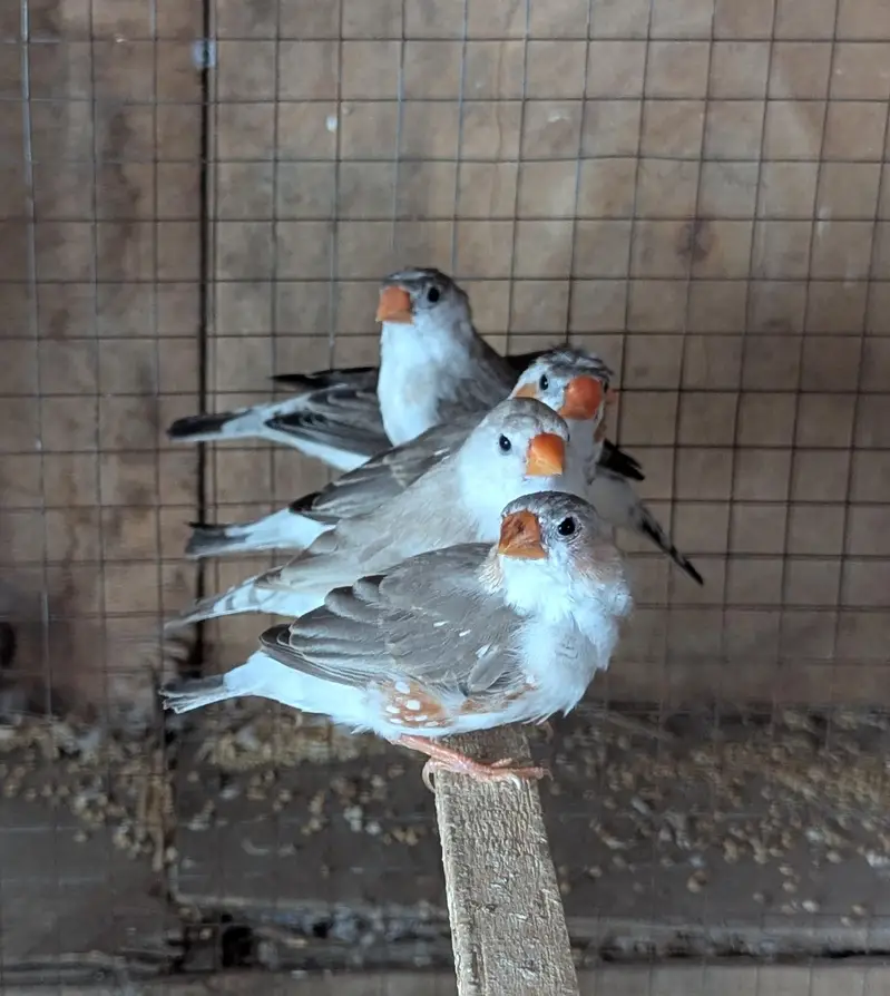 Finches For sale — photo 5