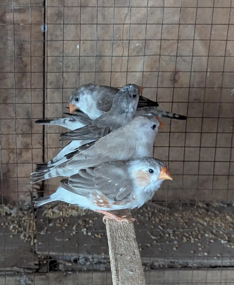 Finches For sale — photo 6