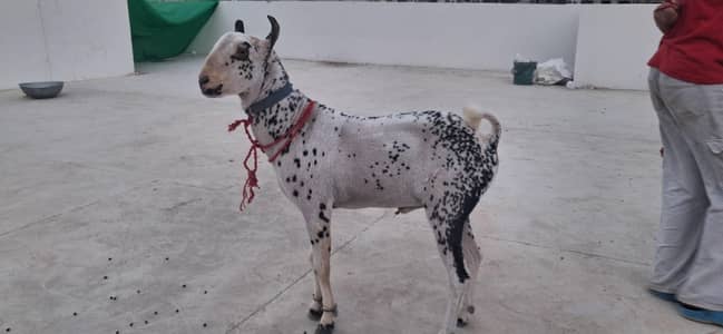 2 vip  ghar k for sale