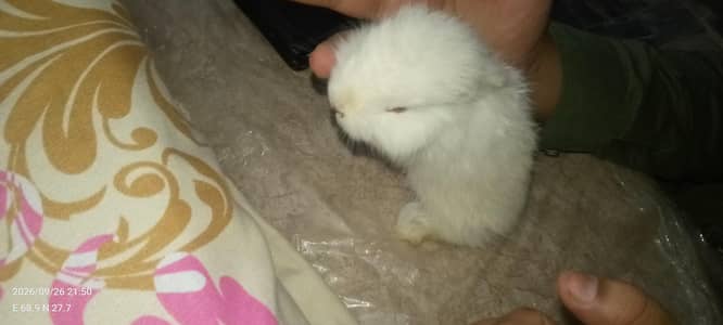 angora rabbit baby