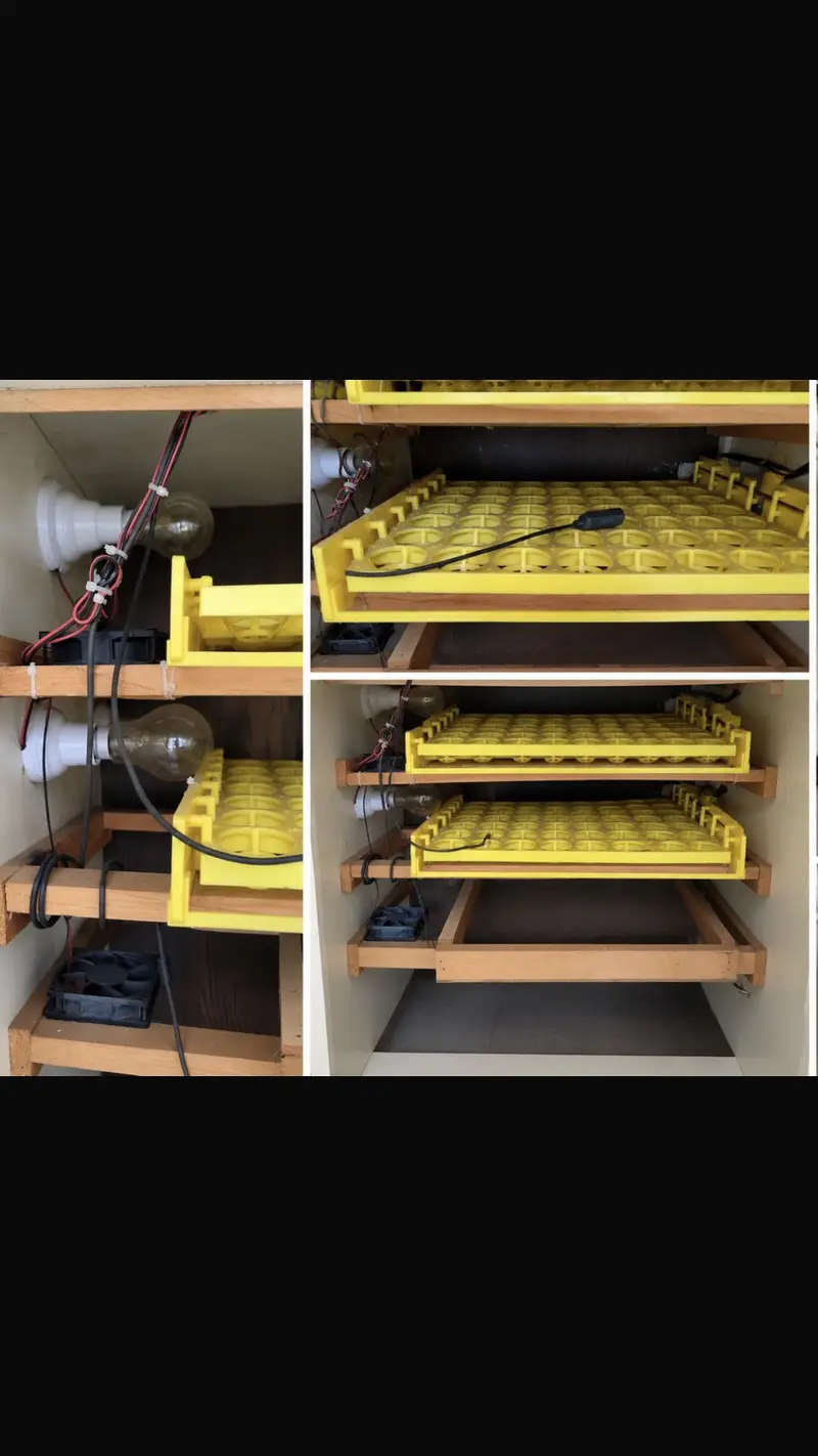 Automatic Egg Incubator | 300+ Egg | Temperature & Humidity Control — photo 2