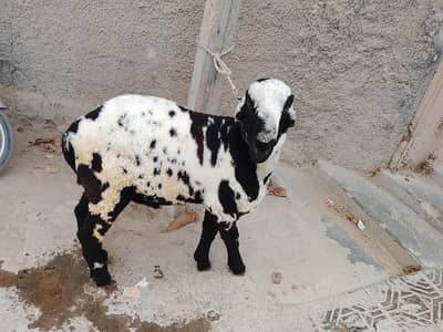 sheep male sheep hai