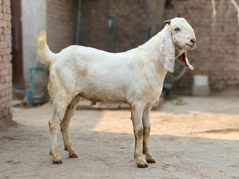 Bakra 0