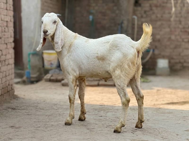 Bakra 1