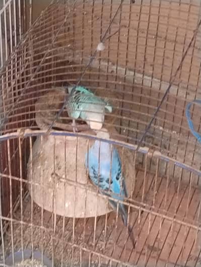 pair and 1 male for sale