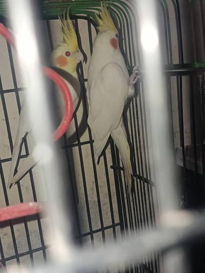 COCKTAIL LOTINO PAIR WITH RED EYES