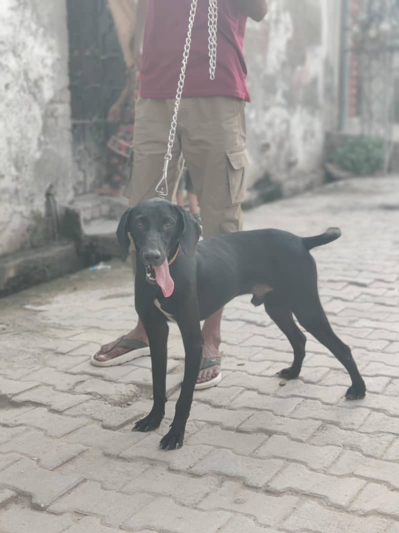 Pointer Dog 0