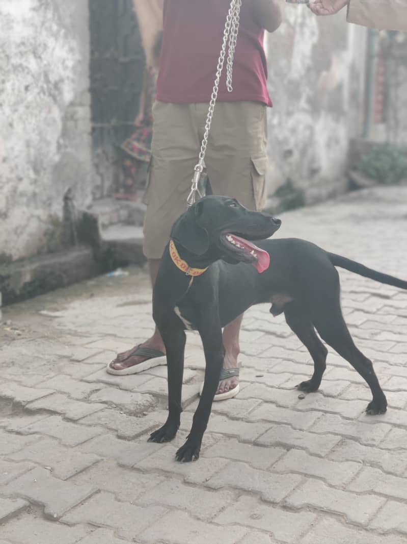 Pointer Dog 1