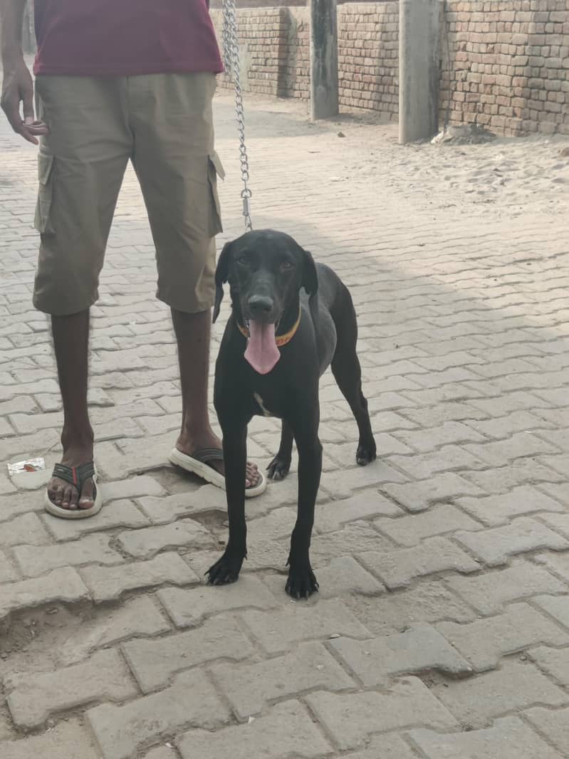 Pointer Dog 2