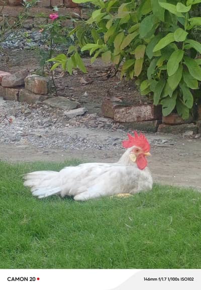 home bird