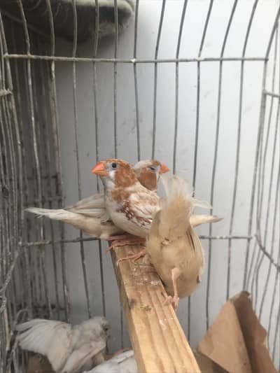 22-25 piece finch sale