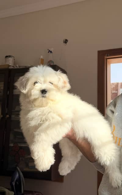 Shihtzu for sale/ dogs for sale